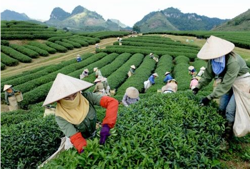 茶叶防伪商标定做，茶叶产品防伪定制流程
